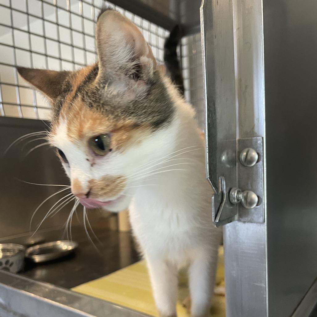 Enlarge Petunia, a Adoptable Domestic Short Hair in Rossville, GA image 4/4