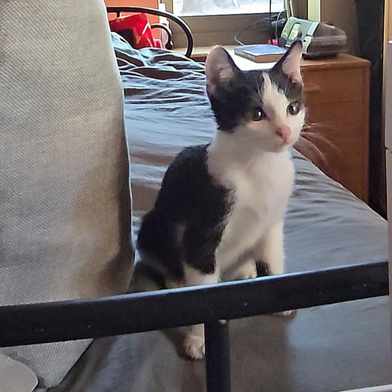 Enlarge MOCHA, a Adoptable Domestic Short Hair in Fletcher, OK image 3/4