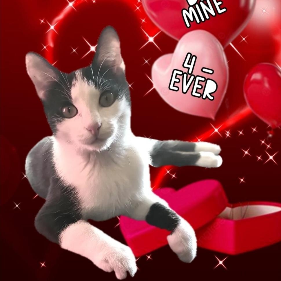 Enlarge MOCHA, an adopted Domestic Short Hair in Fletcher, OK image 1/4