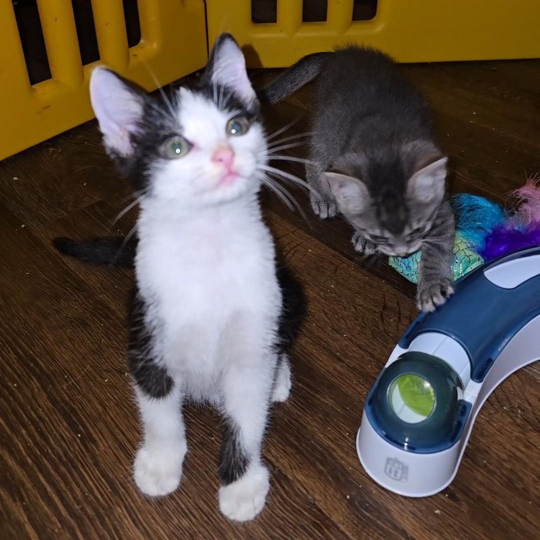 MOCHA, Adoptable, Young Female Domestic Short Hair.