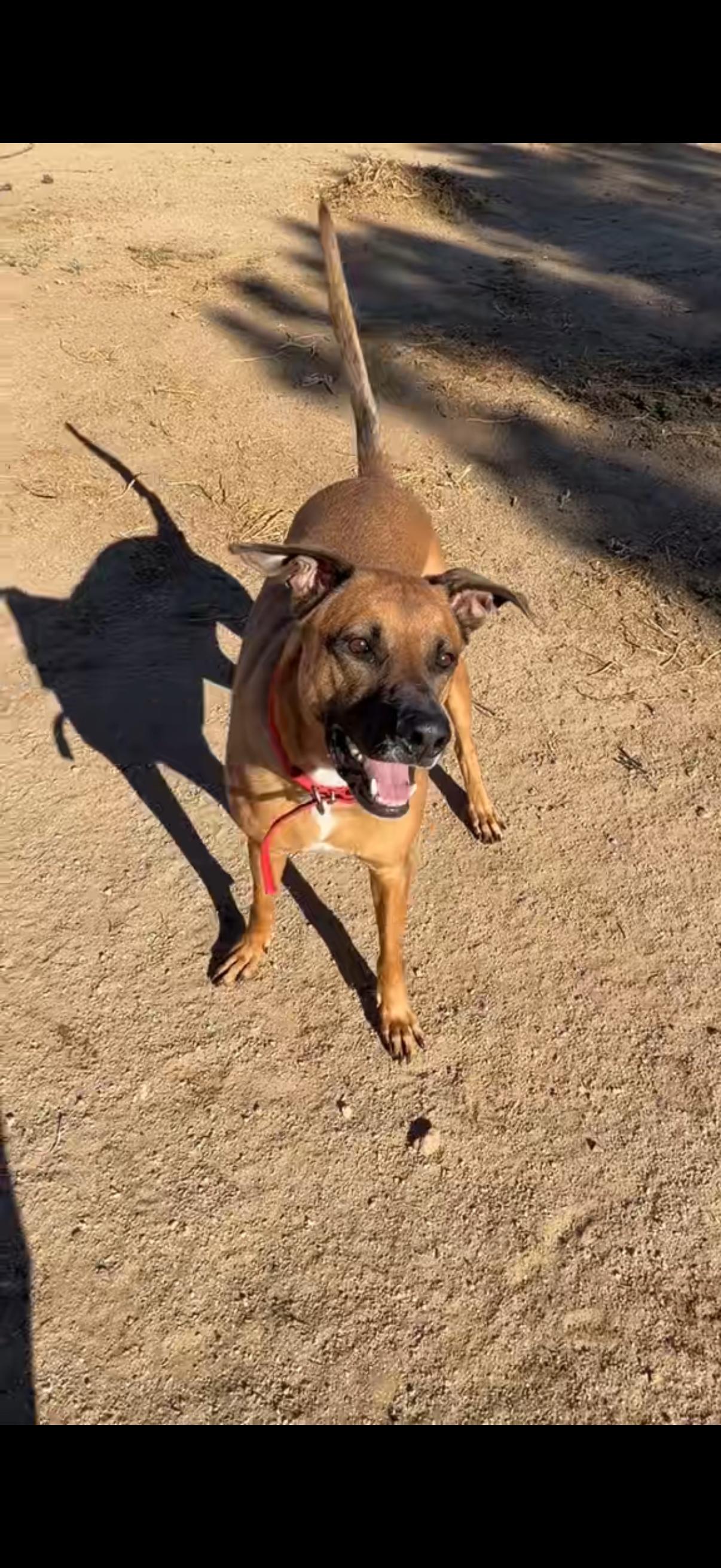Enlarge Lucy , a ADOPTABLE mixed breed in Phoenix, AZ image 3/4
