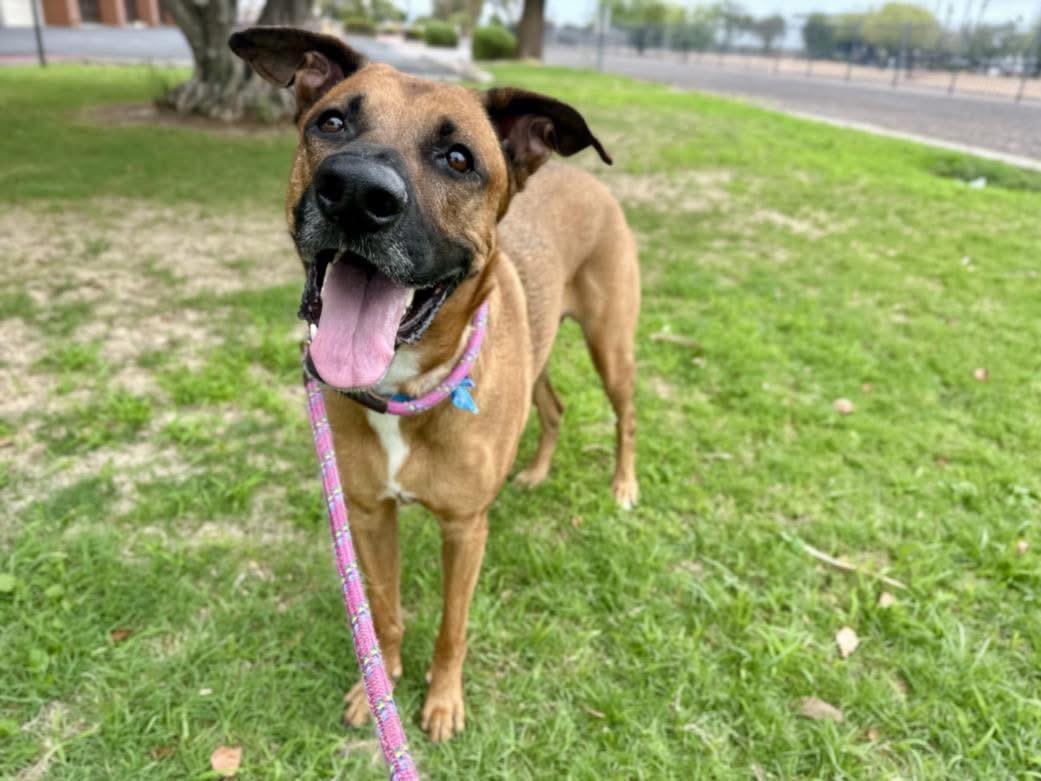 Lucy , ADOPTABLE, Adult Female German Shepherd Dog & Mastiff.