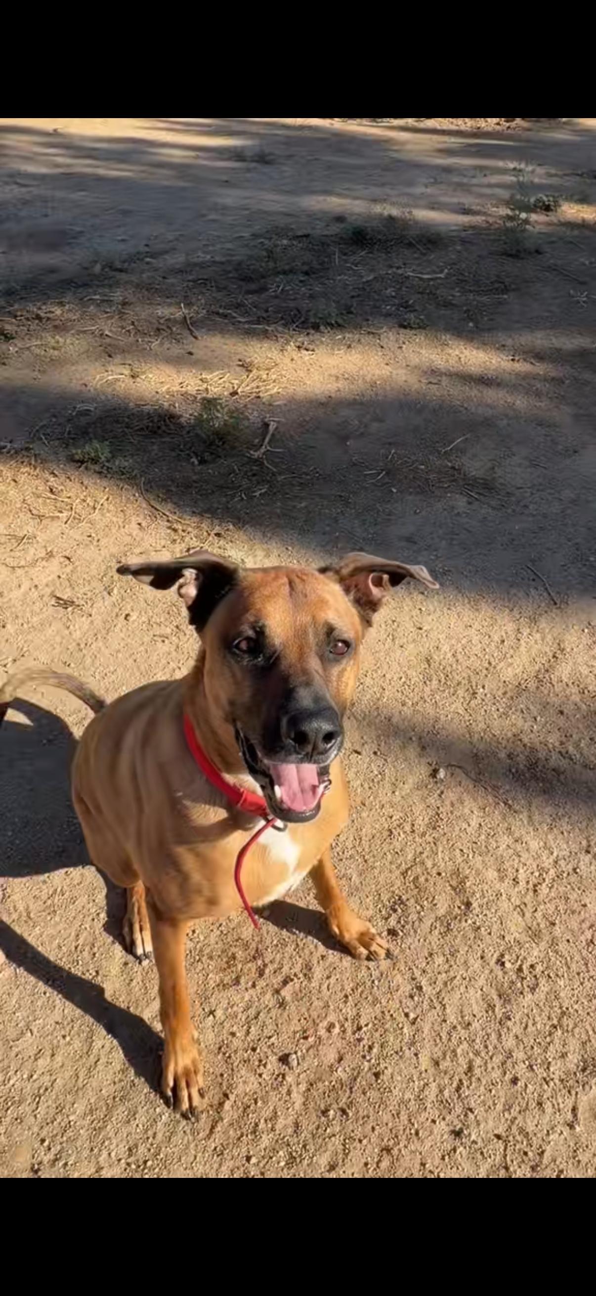 Enlarge Lucy , a ADOPTABLE mixed breed in Phoenix, AZ image 2/4