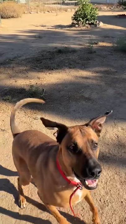 Enlarge Lucy , a ADOPTABLE mixed breed in Phoenix, AZ video 4/4