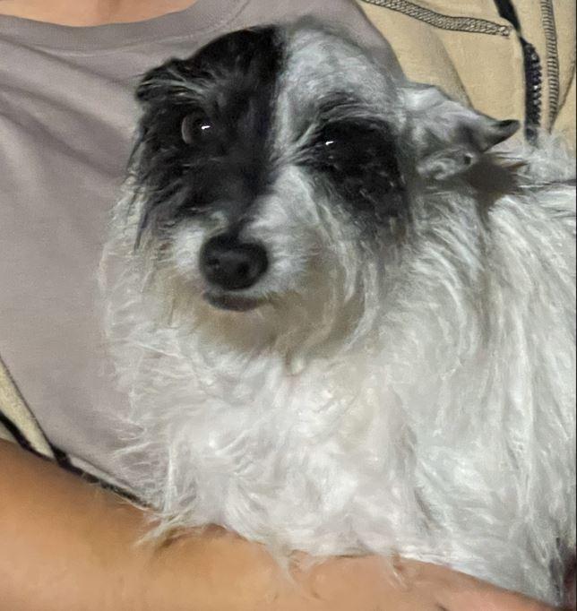 Maya, Adopted, Adult Female West Highland White Terrier / Westie & Terrier.