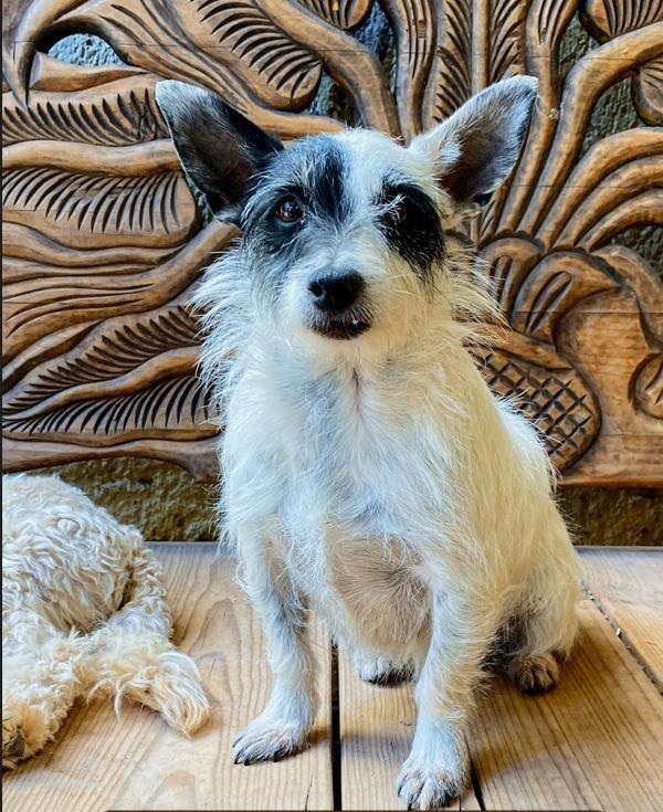 Maya, a Adopted mixed breed in Mocksville, NC image 2/2