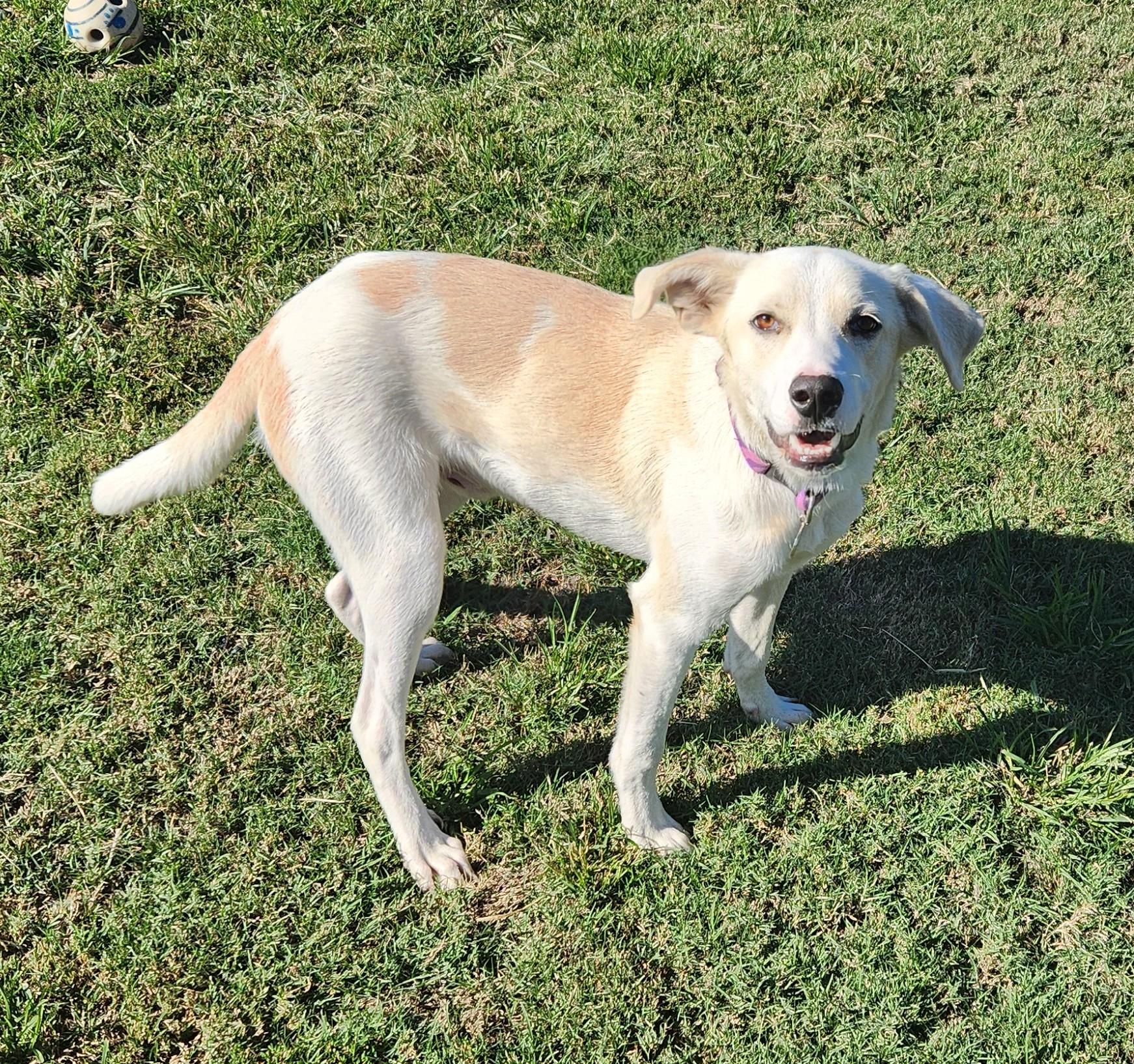 Enlarge Pinto, a Adoptable American Foxhound in Siloam Springs, AR image 4/6