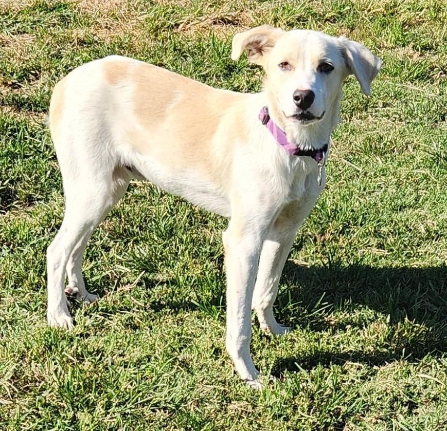 Enlarge Pinto, a Adoptable American Foxhound in Siloam Springs, AR image 6/6