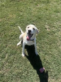 Enlarge Pinto, a Adoptable American Foxhound in Siloam Springs, AR image 5/6