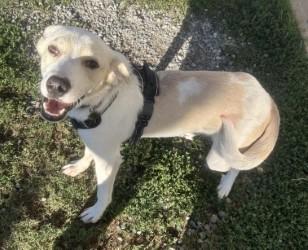 Enlarge Pinto, a Adoptable American Foxhound in Siloam Springs, AR image 3/6