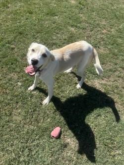 Enlarge Pinto, a Adoptable American Foxhound in Siloam Springs, AR image 2/6