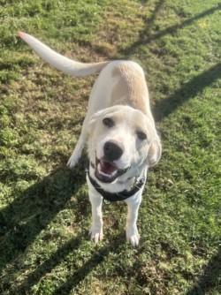 Pinto, Adoptable, Young Male American Foxhound.