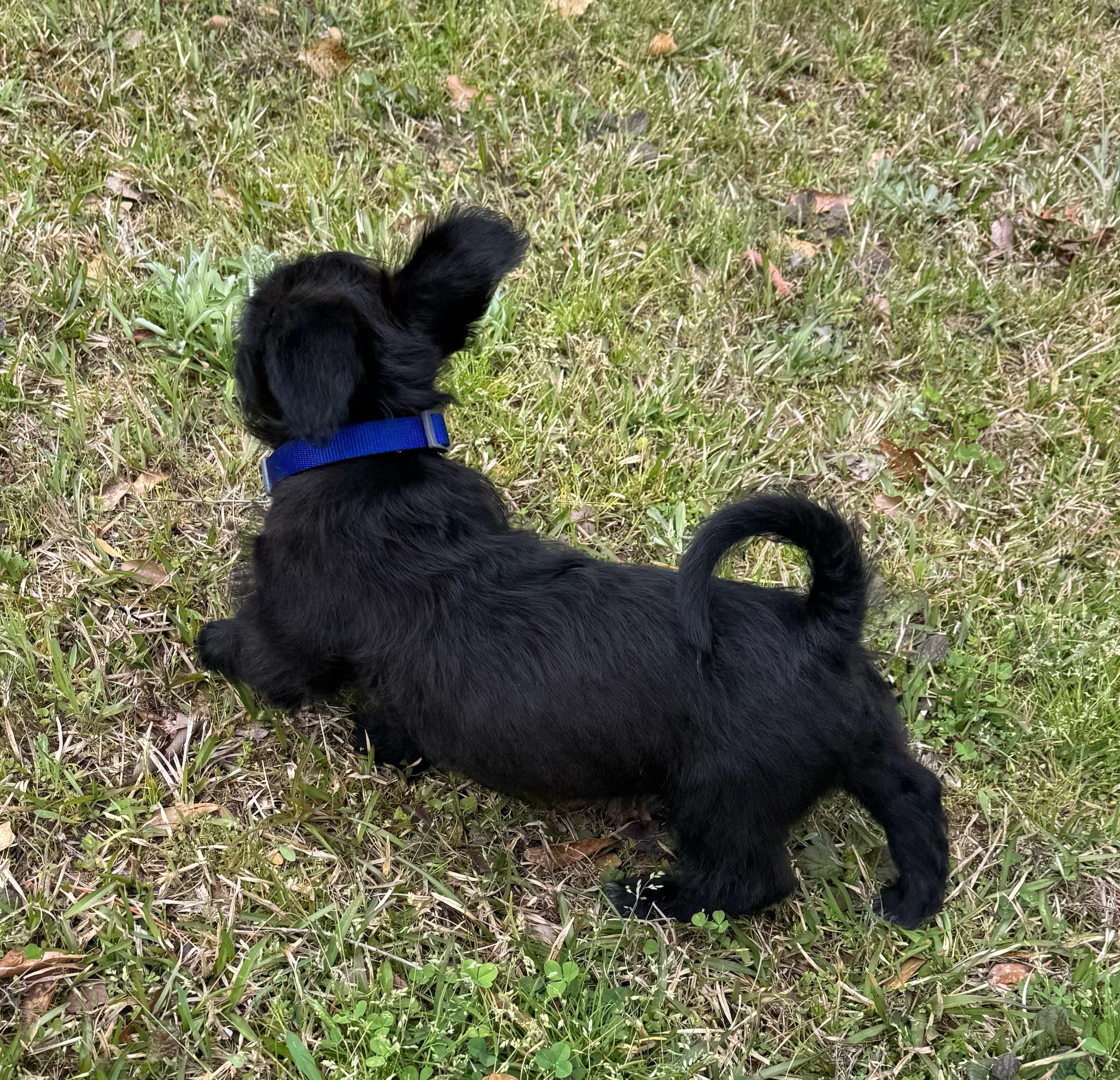 Enlarge Betta, an adopted mixed breed in Calera, AL image 3/5