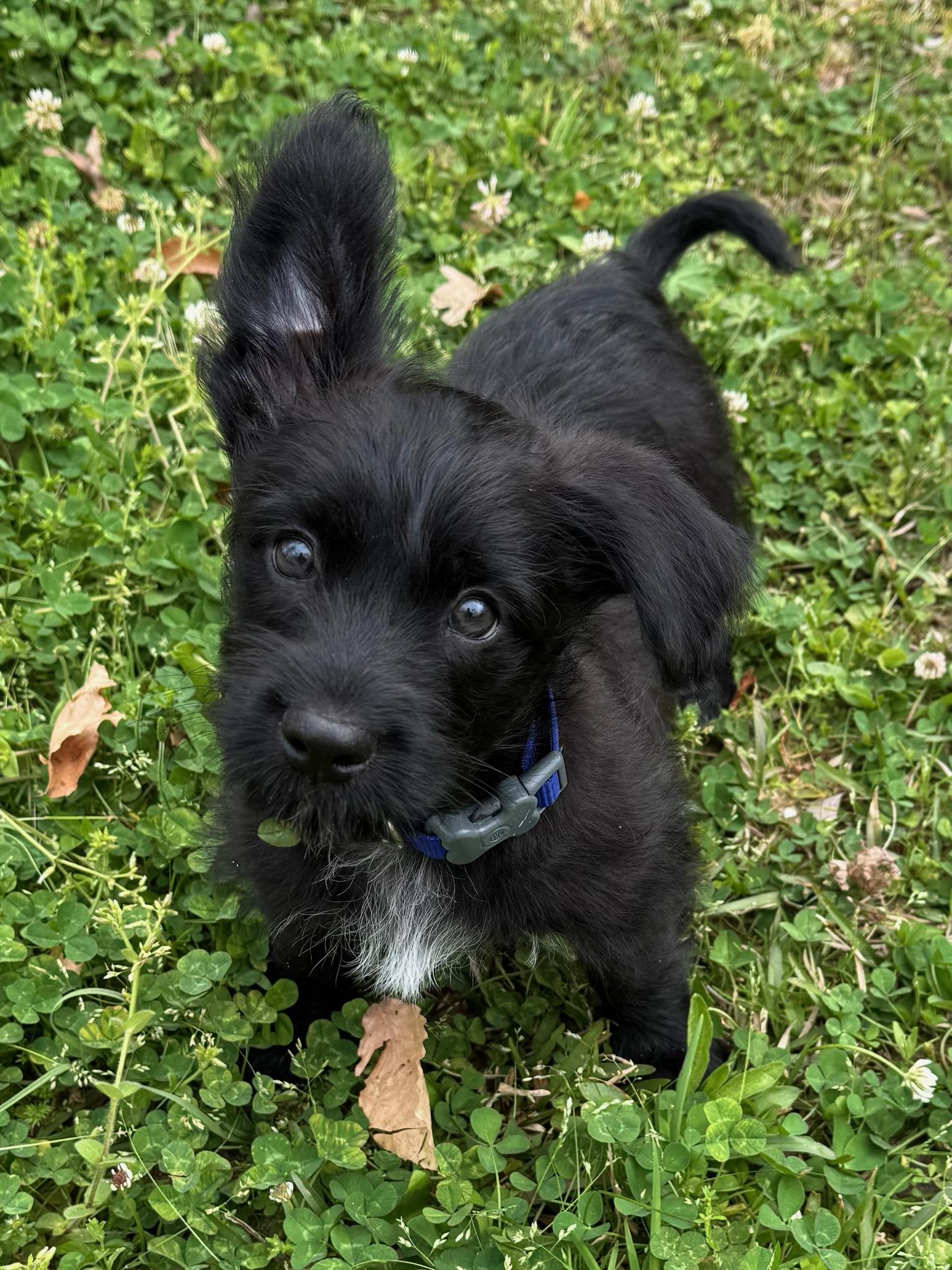 Enlarge Betta, an adopted mixed breed in Calera, AL image 5/5