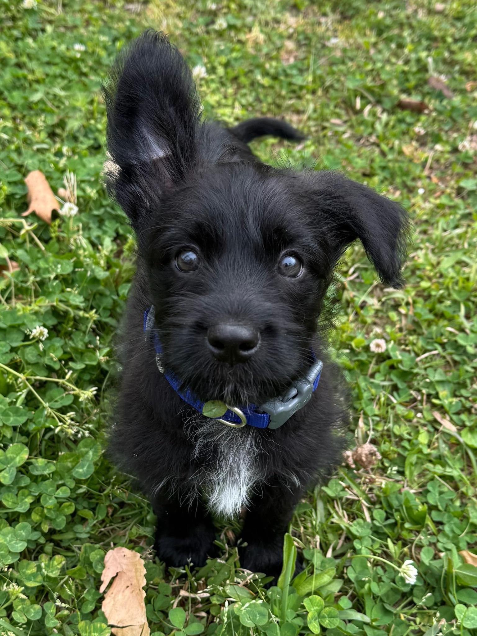Betta, adopted, Puppy Male Miniature Poodle & Australian Cattle Dog / Blue Heeler.
