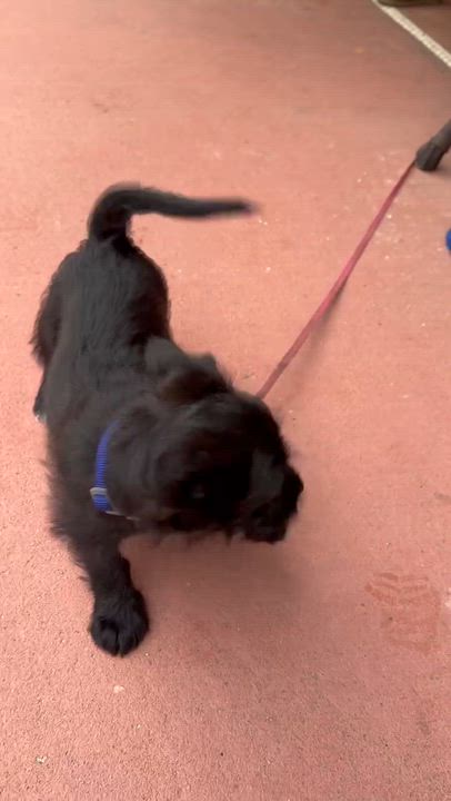 Enlarge Betta, an adopted mixed breed in Calera, AL video 4/5