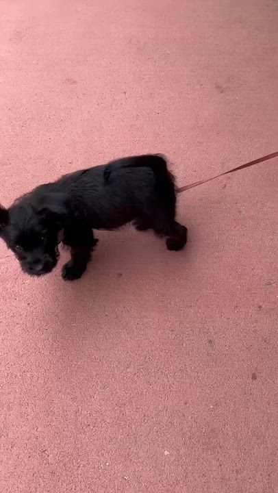 Enlarge Betta, an adopted mixed breed in Calera, AL video 2/5