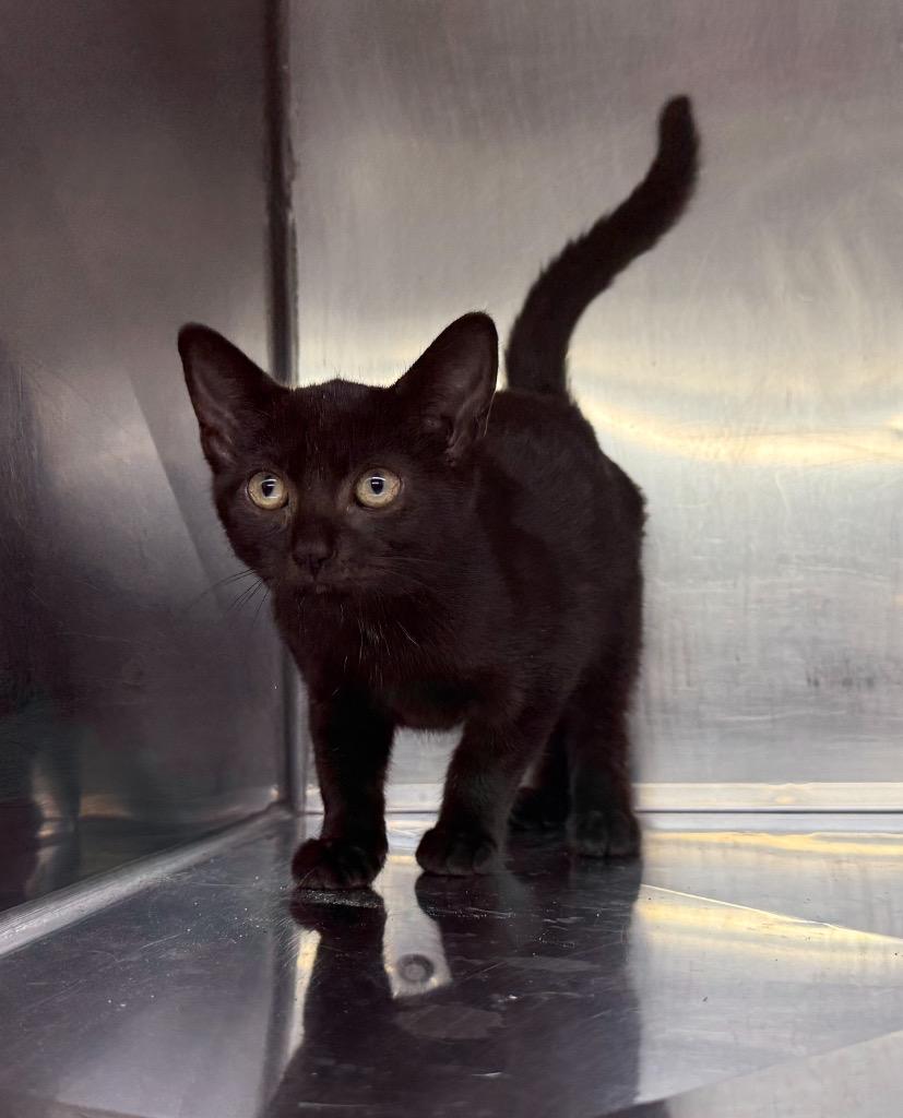 Enlarge Cleo, a Adoptable mixed breed in Murray, KY image 2/2