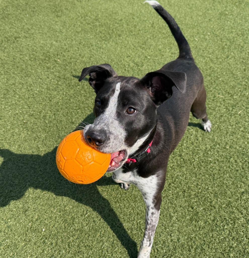 Rocky Road, Adoptable, Puppy Male American Staffordshire Terrier & Pit Bull Terrier.