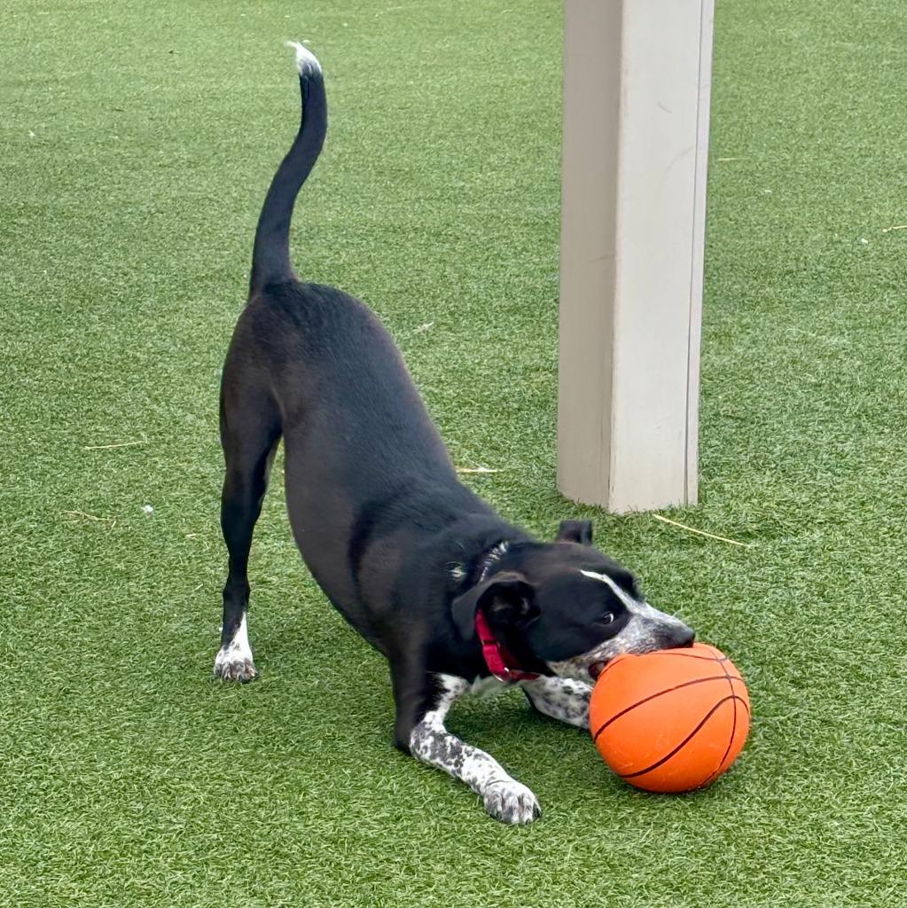 Enlarge Rocky Road, a Adoptable mixed breed in Columbia, IL image 2/6