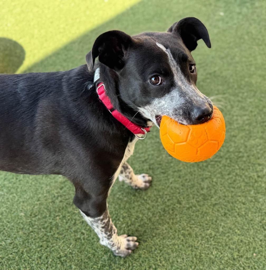 Enlarge Rocky Road, a Adoptable mixed breed in Columbia, IL image 3/6