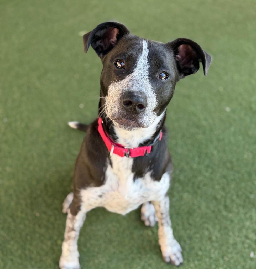 Enlarge Rocky Road, a Adoptable mixed breed in Columbia, IL image 4/6