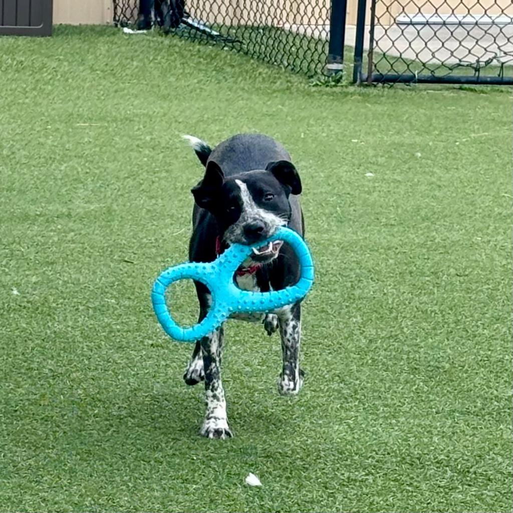 Enlarge Rocky Road, a Adoptable mixed breed in Columbia, IL image 5/6