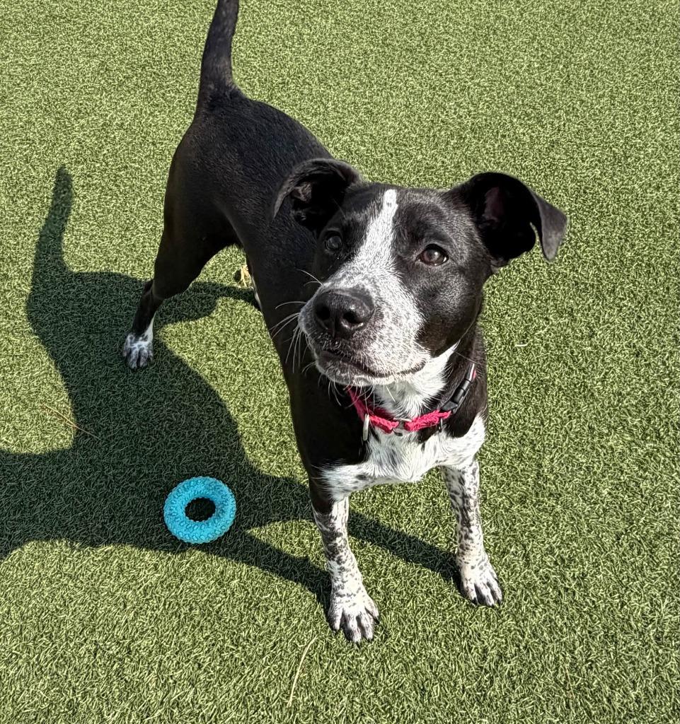 Enlarge Rocky Road, a Adoptable mixed breed in Columbia, IL image 6/6