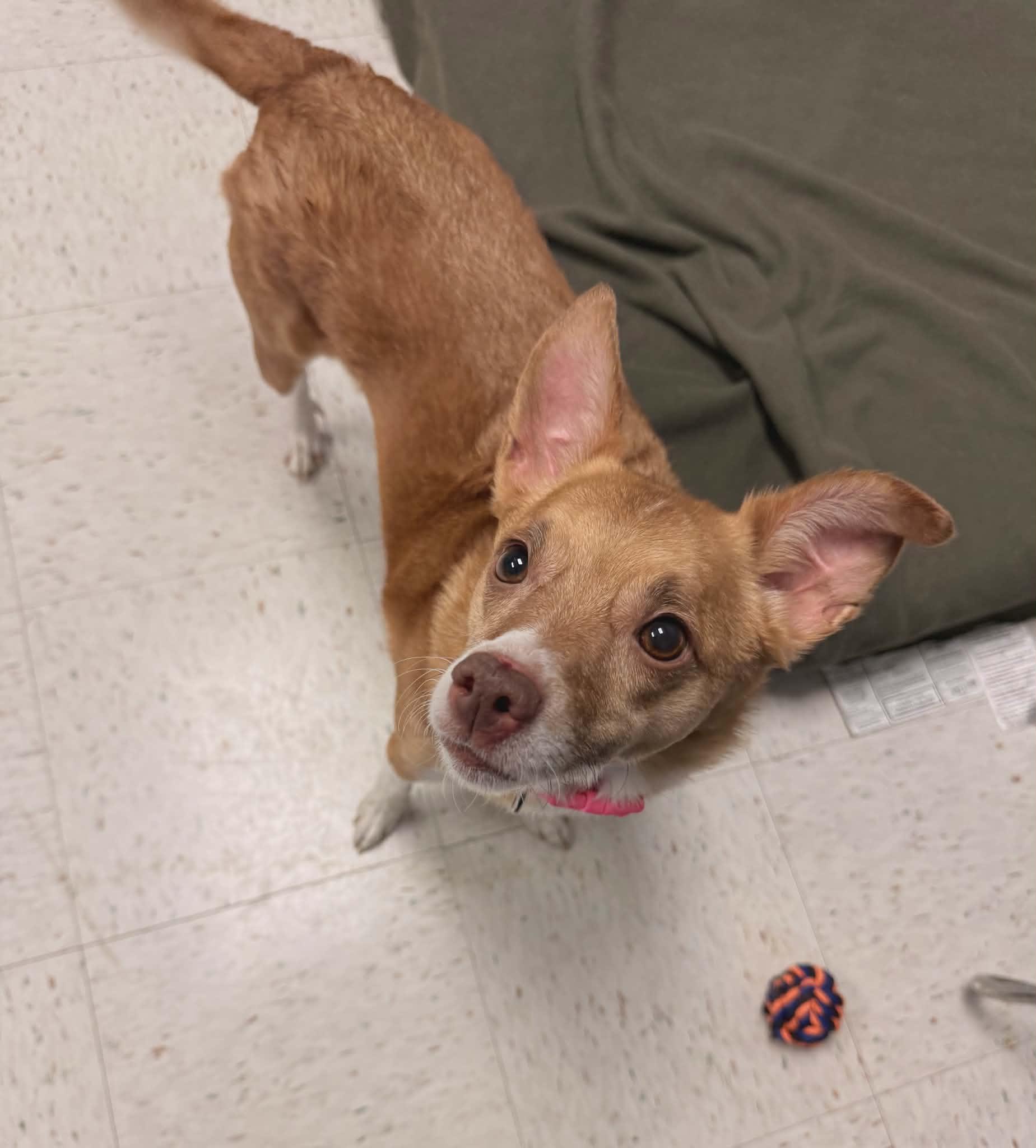 Enlarge Ginger, an adopted mixed breed in Chambersburg, PA image 2/2