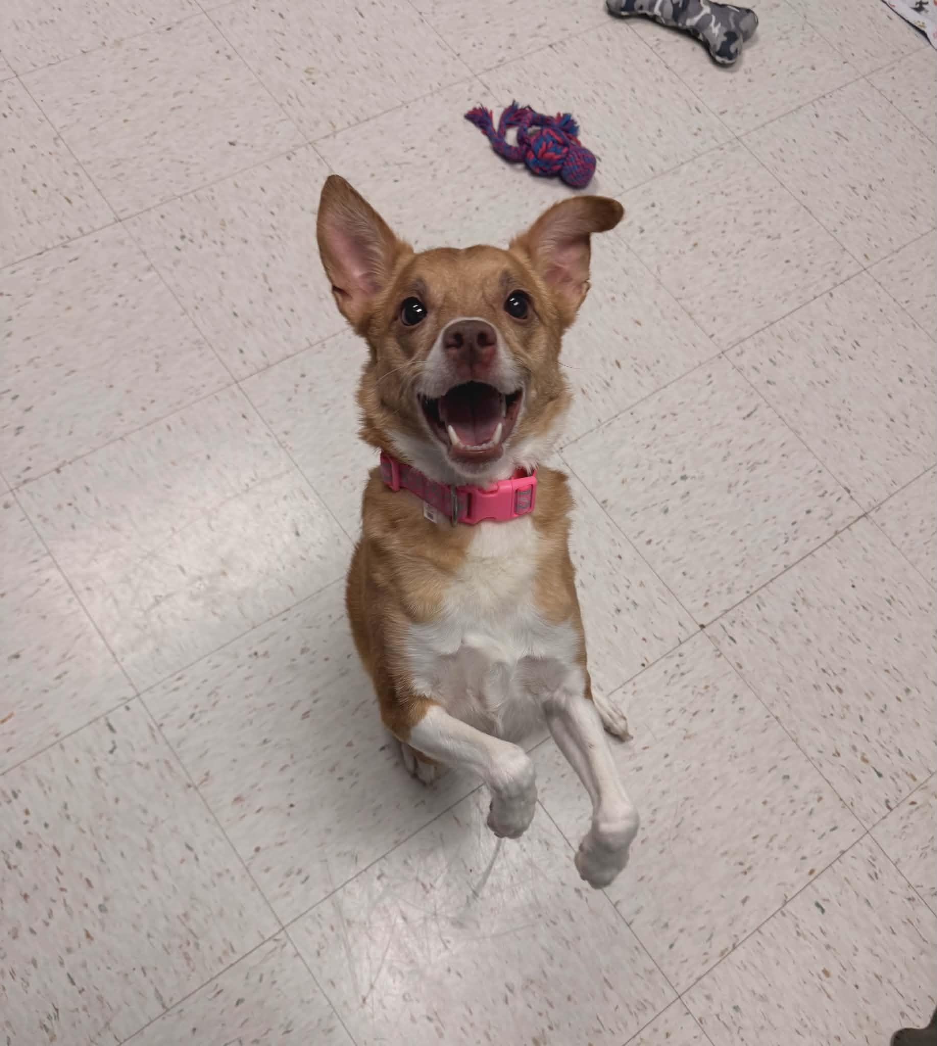 Enlarge Ginger, an adopted mixed breed in Chambersburg, PA image 1/2