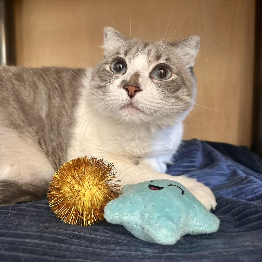 Ella, Adoptable, Adult Female American Curl & Domestic Short Hair.