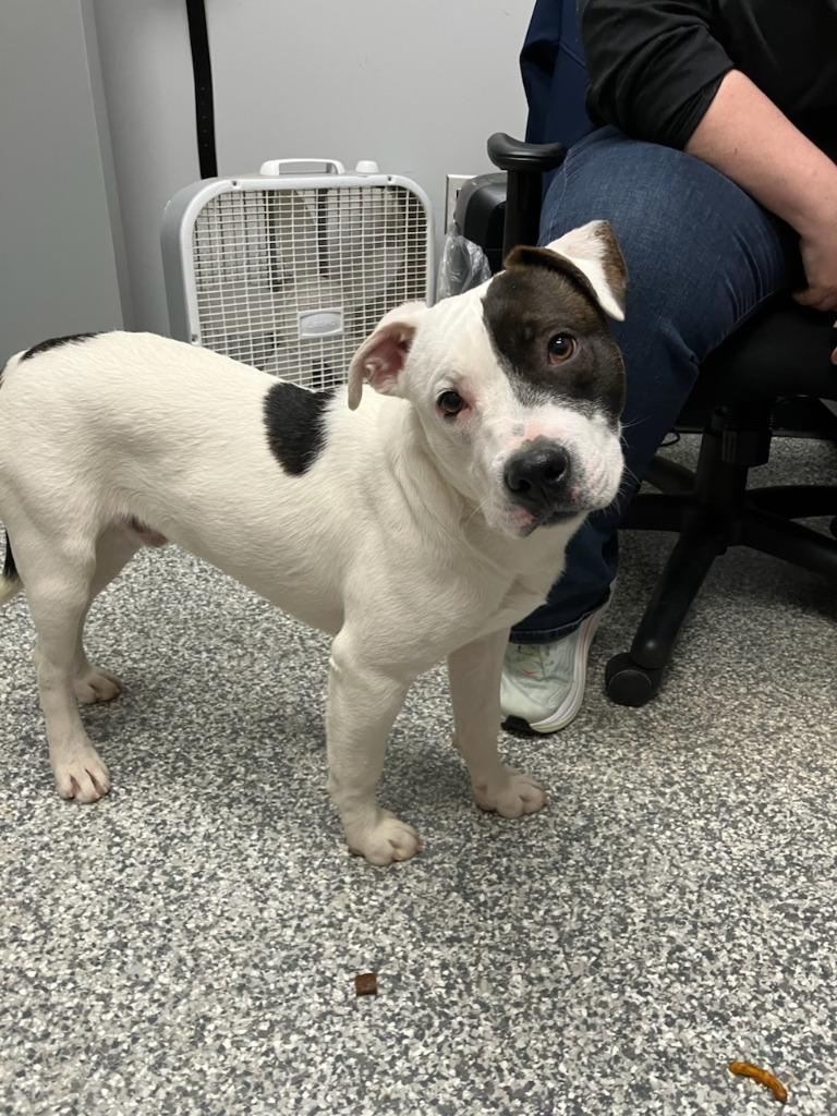 Cazzu, Adoptable, Puppy Male American Staffordshire Terrier.