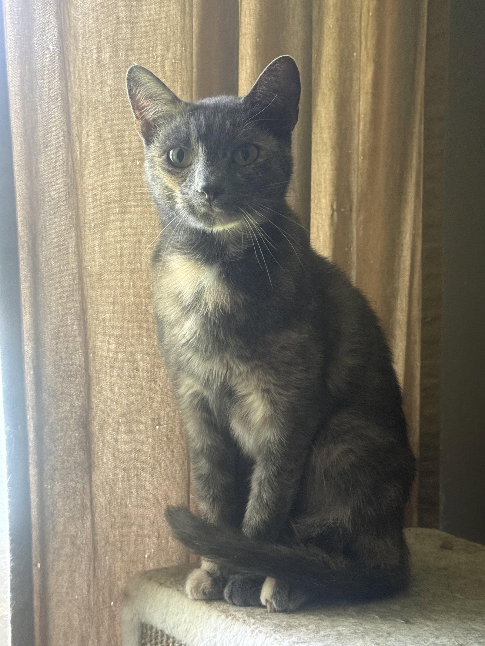 Miss Kitty Boo Boo, Adoptable, Adult Female Tortoiseshell.