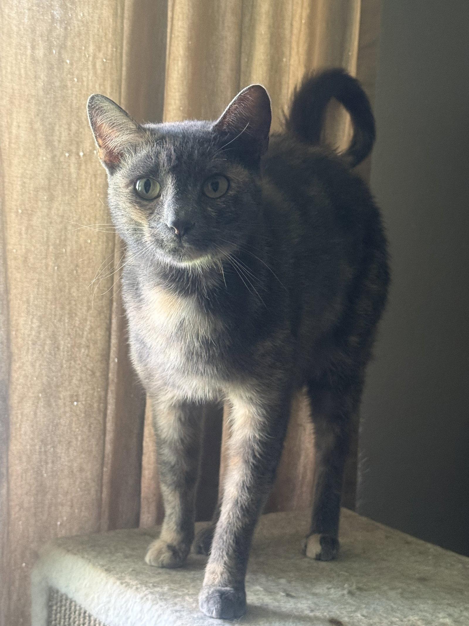 Enlarge Miss Kitty Boo Boo, a Adoptable Tortoiseshell in Fenton, MO image 2/2