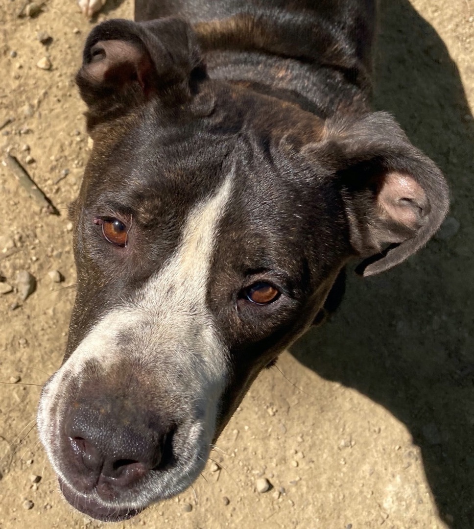 Ptera (like "Terra"), Adoptable, Adult Female Hound & Terrier.