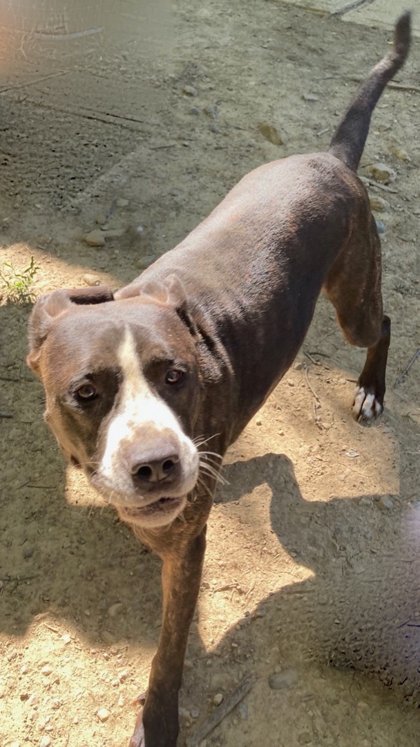 Enlarge Ptera (like "Terra"), a Adoptable mixed breed in Columbus, OH image 2/6