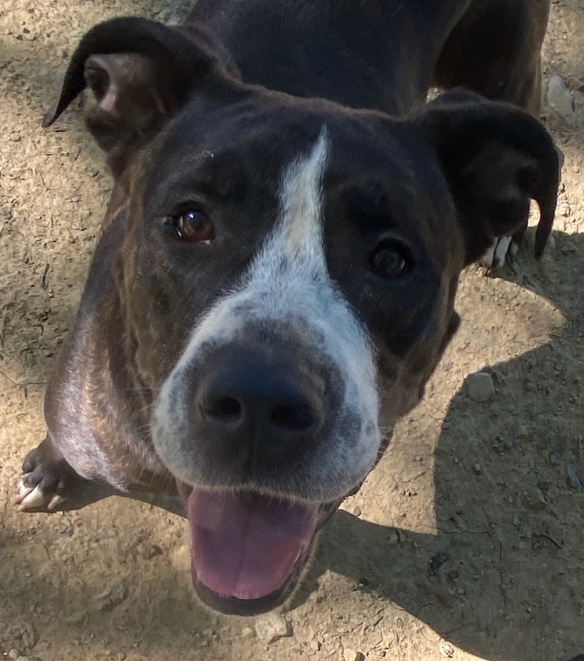 Enlarge Ptera (like "Terra"), a Adoptable mixed breed in Columbus, OH image 3/6