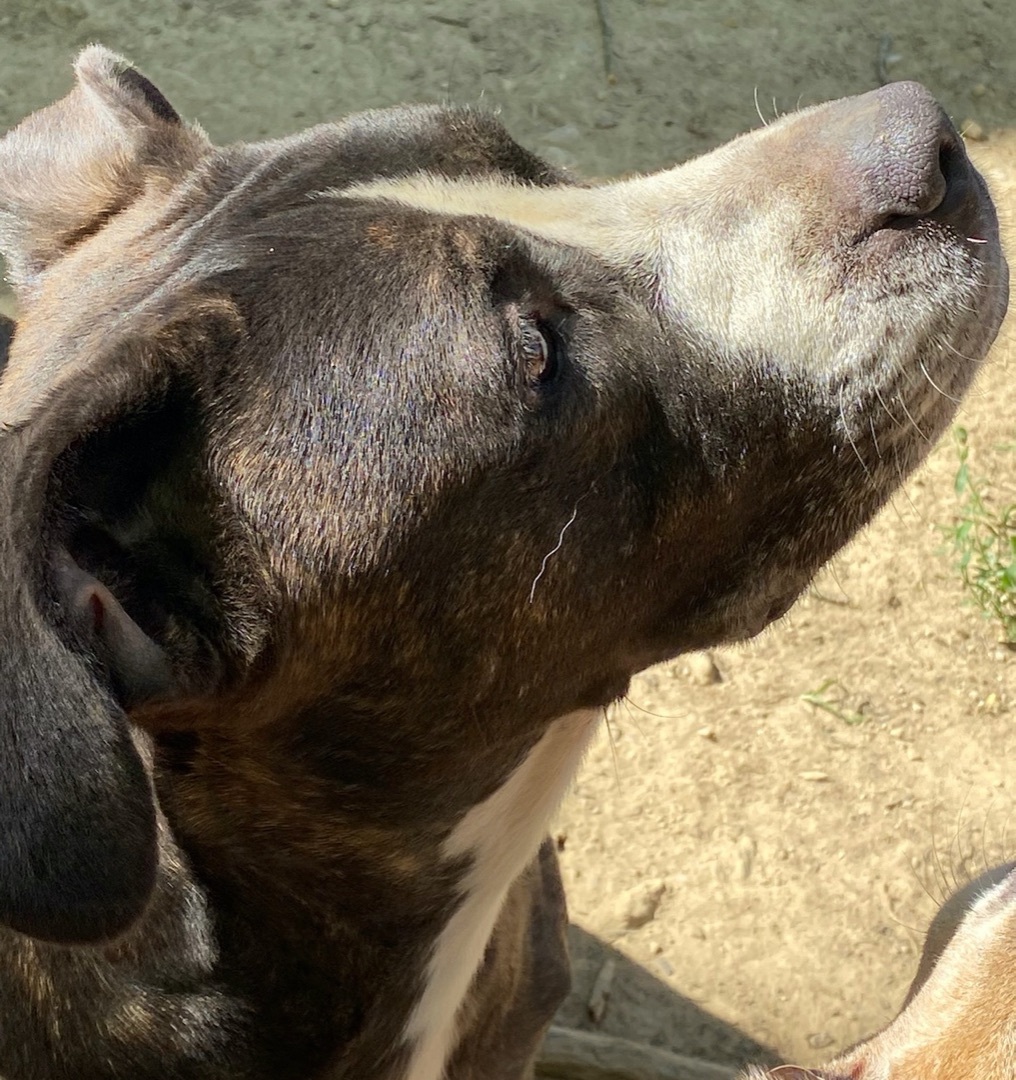 Enlarge Ptera (like "Terra"), a Adoptable mixed breed in Columbus, OH image 4/6