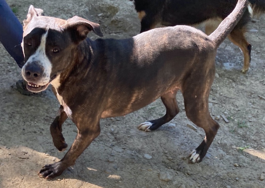 Enlarge Ptera (like "Terra"), a Adoptable mixed breed in Columbus, OH image 5/6