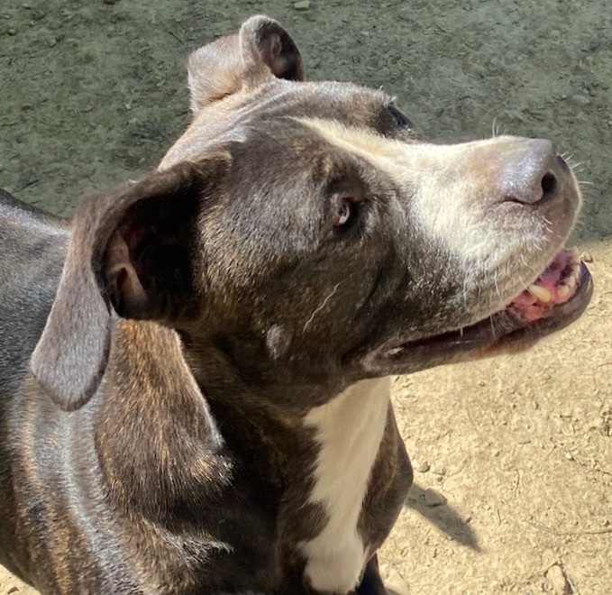 Enlarge Ptera (like "Terra"), a Adoptable mixed breed in Columbus, OH image 6/6