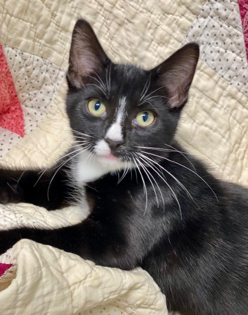 Giorno, a Adoptable Domestic Short Hair in Decorah, IA image 1/2