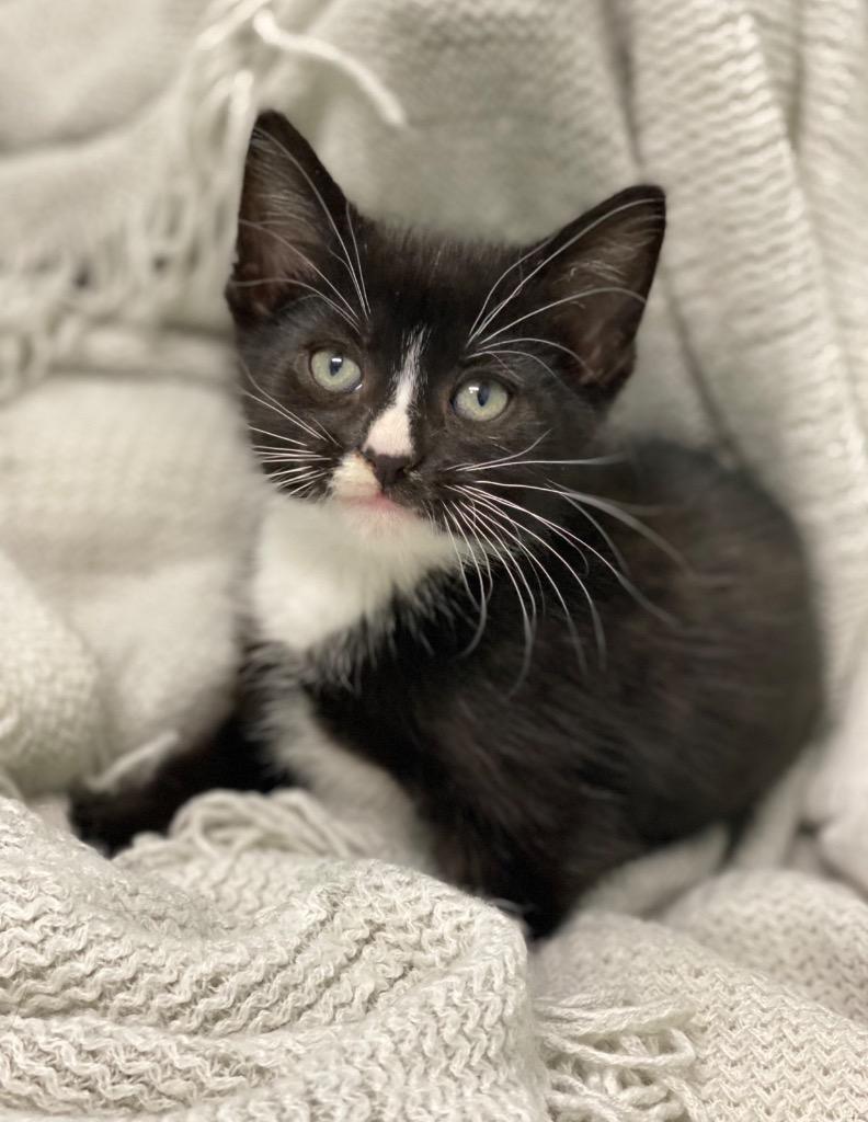 Giorno, Adoptable, Kitten Male Domestic Short Hair.