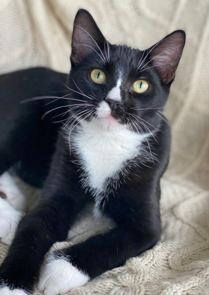 Enlarge Giorno, a Adoptable Domestic Short Hair in Decorah, IA image 3/3