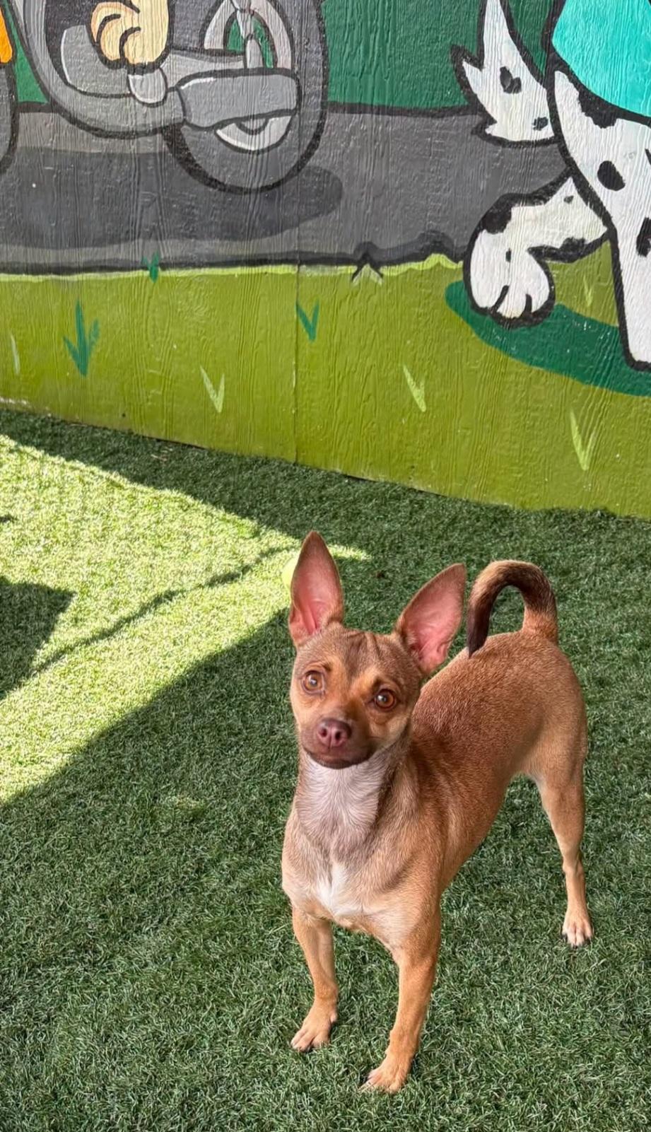 BAMBI, Adoptable, Young Female Chihuahua.