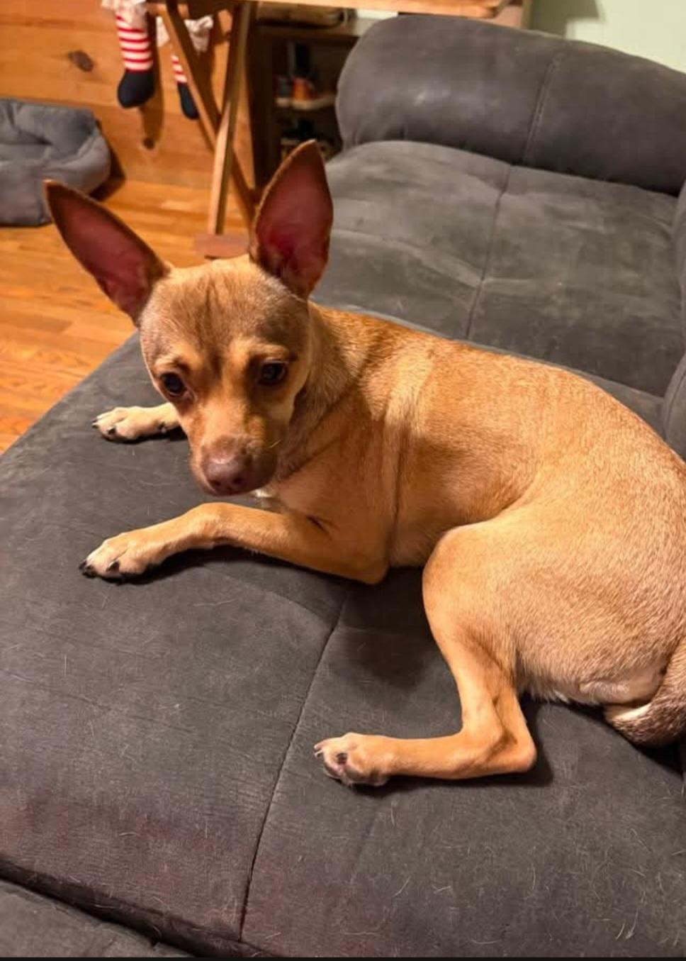 Enlarge BAMBI, a Adoptable mixed breed in Vandergrift, PA image 2/3