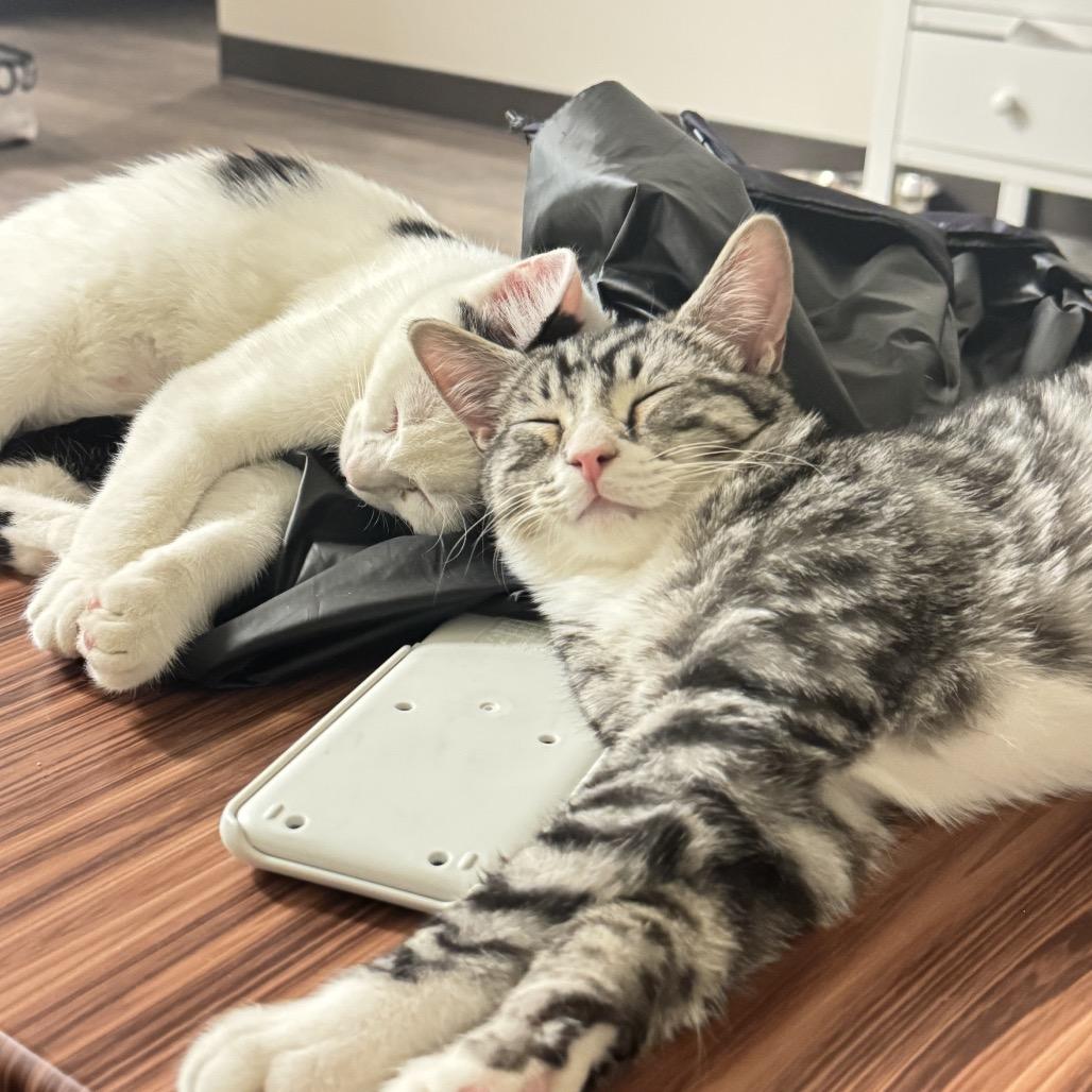 Smokie — thumbnail 2