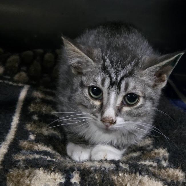 Smokie — thumbnail 3