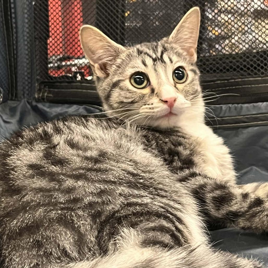 Smokie — thumbnail 4