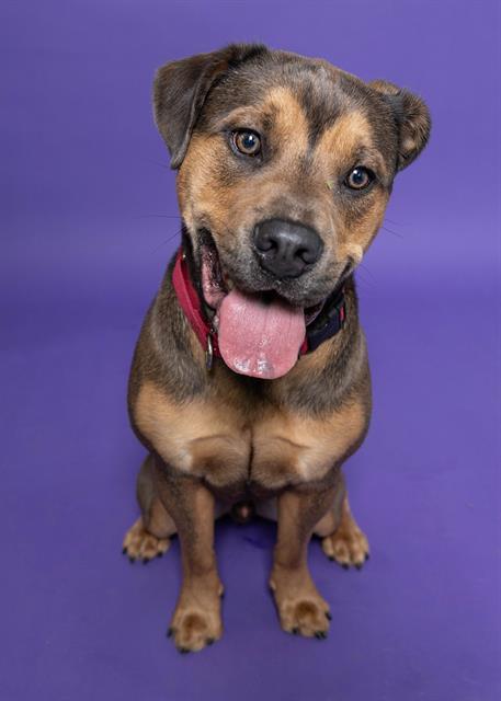 DEREK, Adoptable, Young Male Rottweiler & Labrador Retriever.