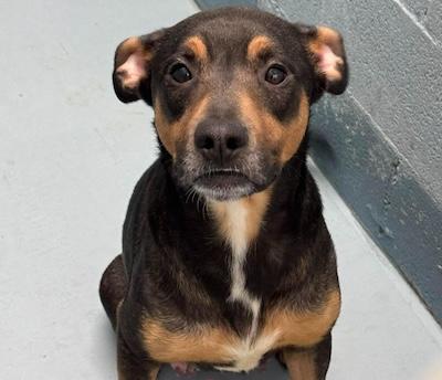 Enlarge Nova, an adopted American Staffordshire Terrier in Palmyra, VA image 1/1